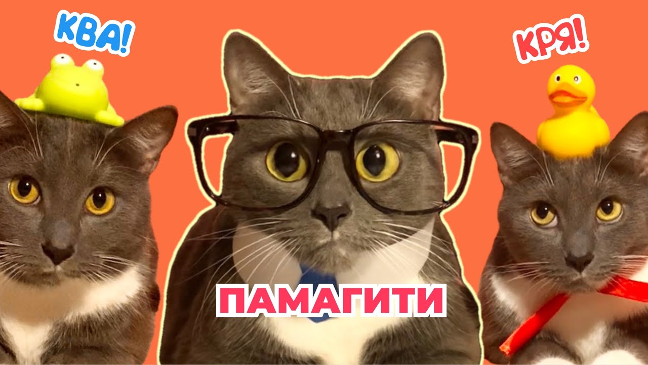Лотков котик играет. Если бы котики ходили в школу. Kotiynet Кусев. Лотков котик. Котики ходят в школу.