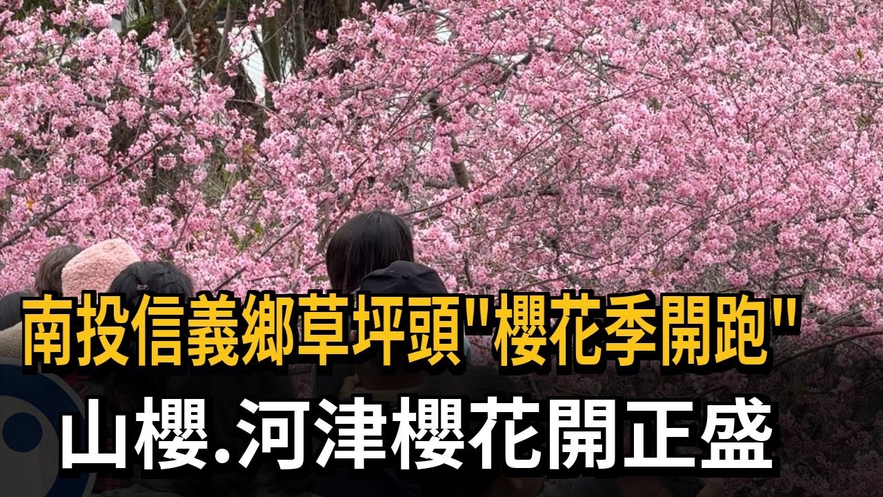 南投信義鄉草坪頭「櫻花季開跑」 山櫻、河津櫻花開正盛－民視新聞