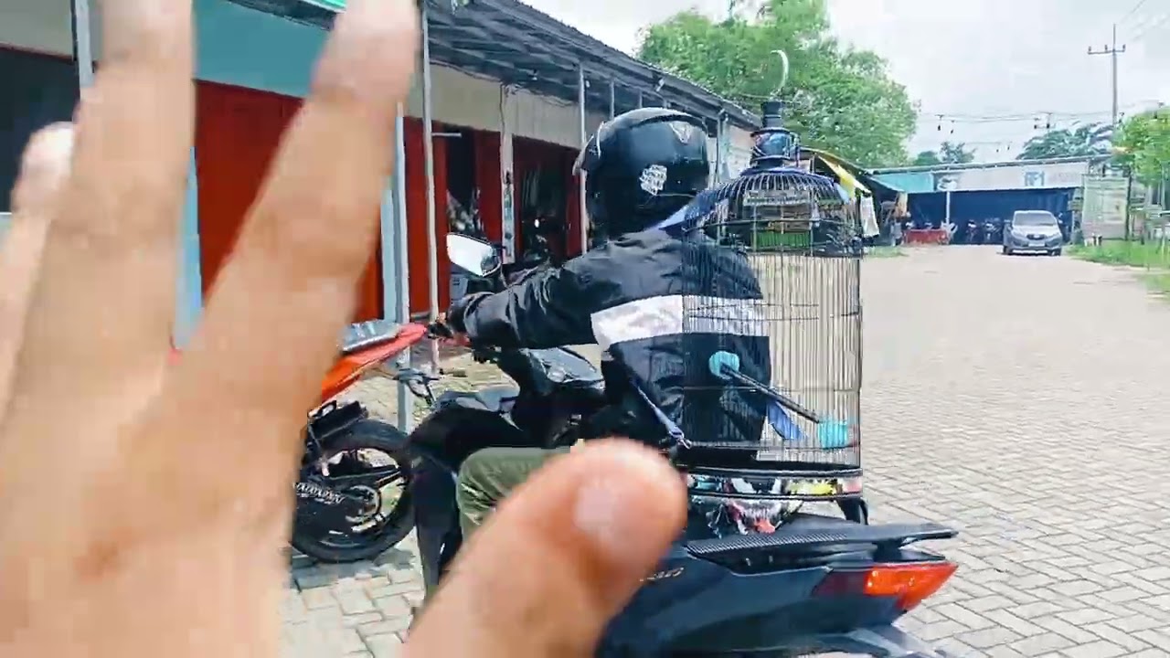 MELUNCUR BELI BURUNG LANGSUNG SAMA SANGKAR NYA LOSST KITA JUAL AWUR-AWURAN 