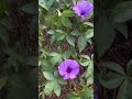 The tropical greenery &amp; beautiful flowers of Mexico #flowersoftheworld