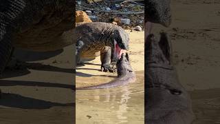 Viral..,‼️ Watch Between these two animals😱 #komodo #eating #swallow