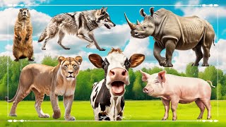 Baby farm animal moments: Beaver, Wolf, Rhinoceros, Cougar, Cow & Pig  Animals Paradise