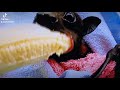 Bat eating a Banana 🍌 Batzilla is the channel that made this clip.