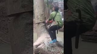 crazy Woodworking videos large tree feeling Technique #shortvideo #treecutting #chainsaw