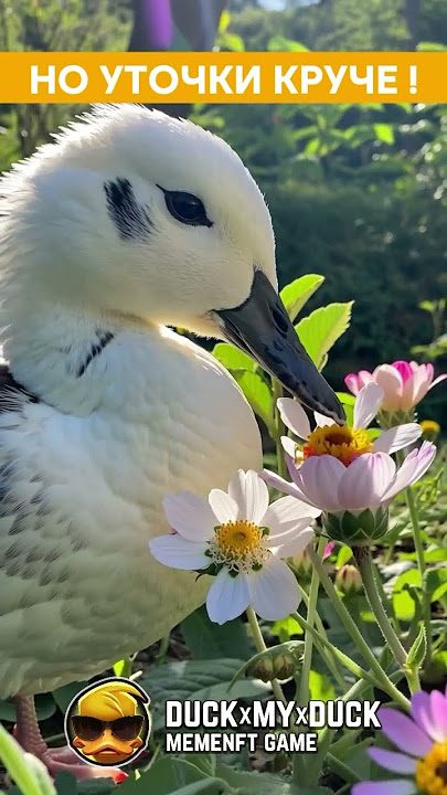 TG Airdrop https://t.me/duckmyduck_bot?start=r3048262eccb2fbfc #duckmyduck #dmd