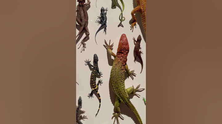 Lizards many types #lizard #art #beautiful #awesome