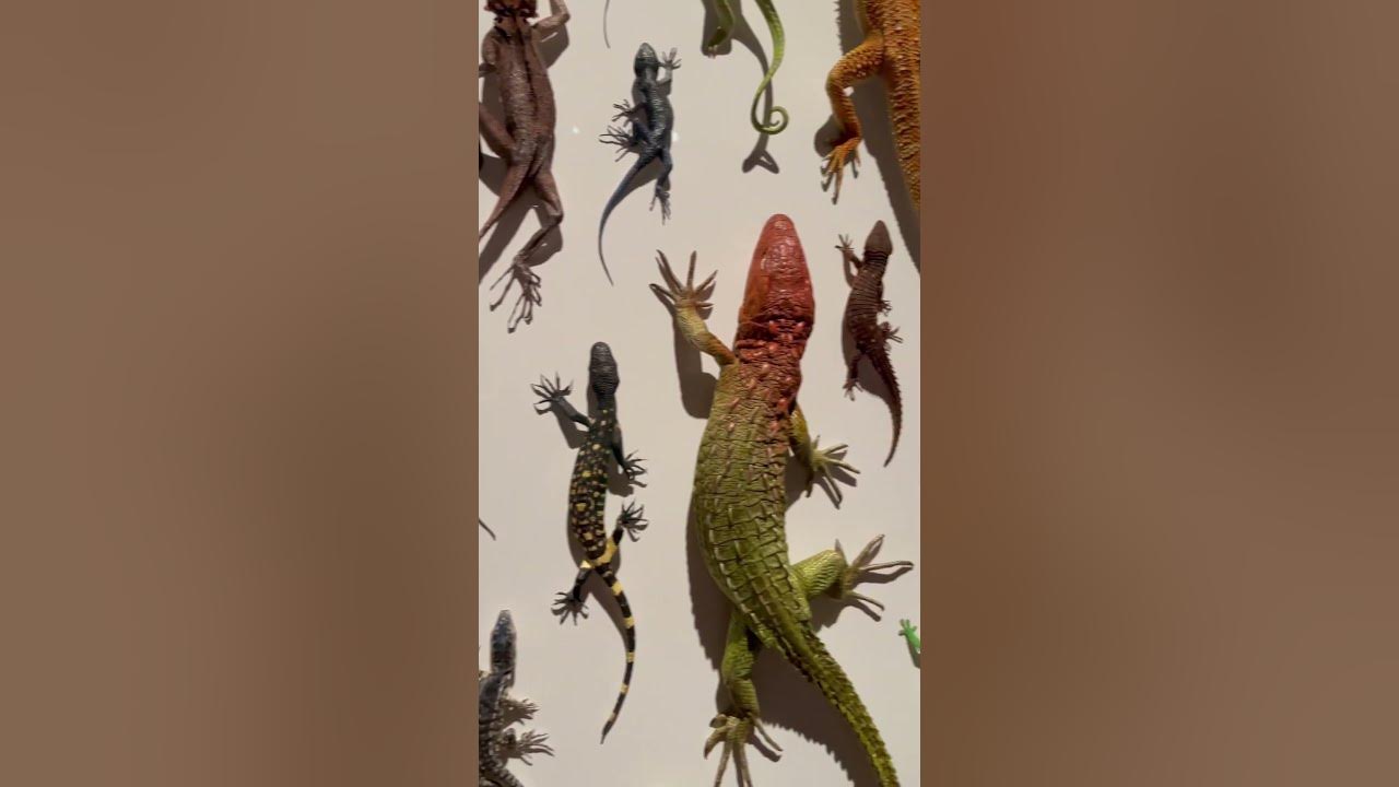 Lizards many types #lizard #art #beautiful #awesome