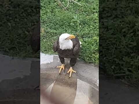 Aguila calva, ave nacional de Estados Unidos 🇺🇸