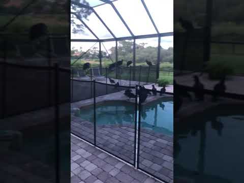 Vultures Take Over Vacation Home