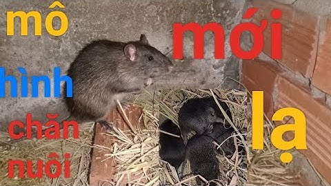 chuột cống nhum,mô hình chăn nuôi mới bên em .cả nhà xem vui nhé