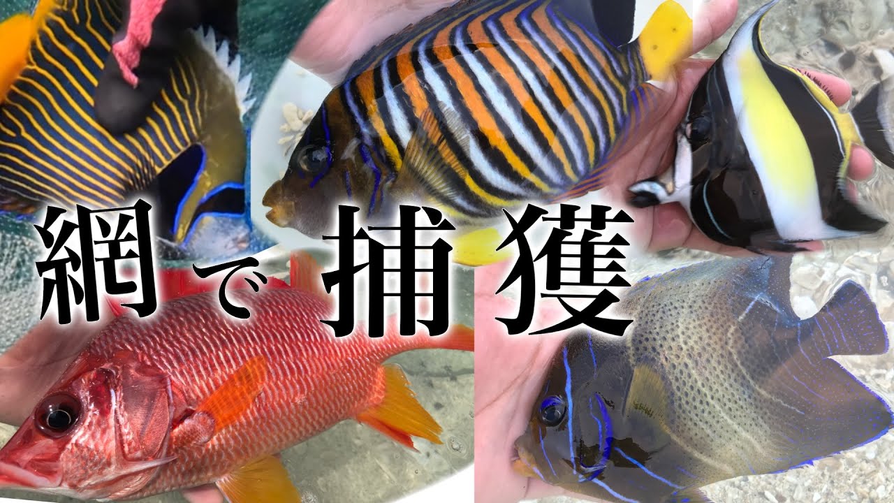 飼えなくなった海水魚の買取をお願いします。