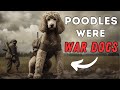 Poodle Facts: 10 Interesting Things You Didn't Know