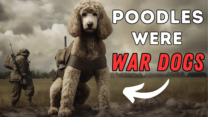 Poodle Facts: 10 Interesting Things You Didn't Know - DayDayNews