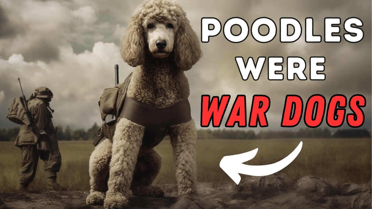 Are Poodles Good Watch Dogs?