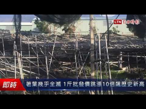 荖葉幾乎全滅 1斤批發價跳漲10倍飆歷史新高 - 荖葉幾乎全滅 1斤批發價跳漲10倍飆歷史新高
