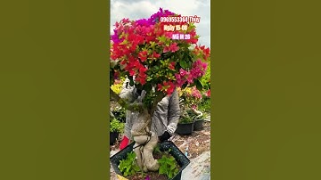 Siêu rực rỡ siêu bông nhiều màu..#shortvideos