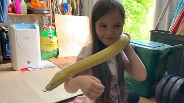 Outside Reticulated Python adventures (Cher)