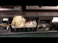 End of video