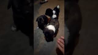 #shortvideoyoutube #shortvideo #shortvrial #vrialshort