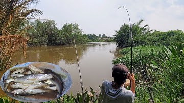 Câu Cá Sông , Nước Sông Đục Ngầu Mang Mồi Trùng Ra Quăng Là Thượng Sách