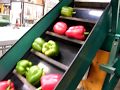 Greefa mechanical size grading machine for peppers with 1 brush