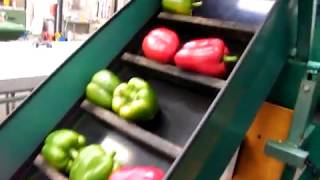 Greefa mechanical size grading machine for peppers with 1 brush