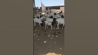 Jeddah cattle market 4