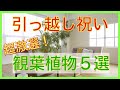 【観葉植物】引っ越し祝いにオススメ５選【激選しました】