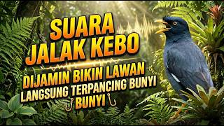 Suara Jalak Kebo Khas Untuk pancingan Jalak kebo muda | Dijamin Langsung Nyaut