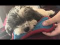 Hades chewing on his favourite toy with the A/C on (Poseidon was in bed)