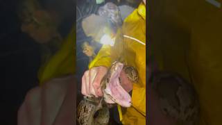 CATCHING A GIANT BURMESE PYTHON! #shorts