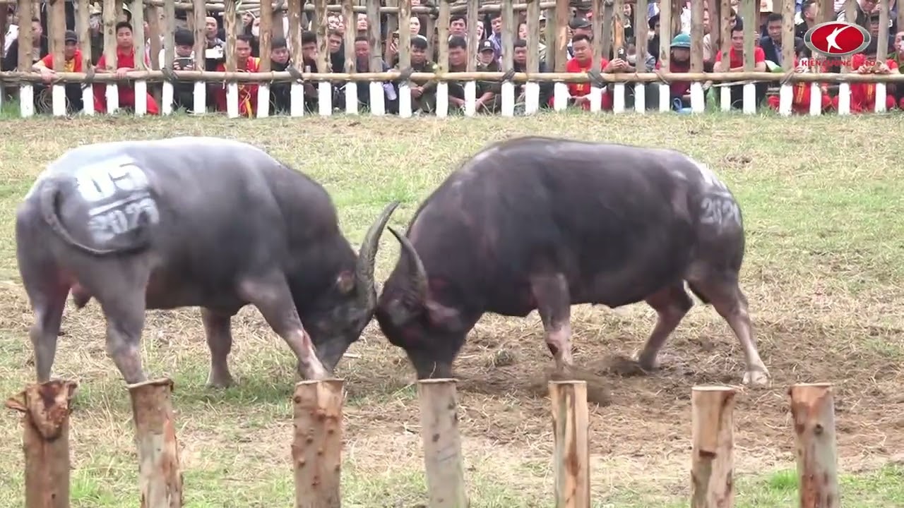 LỄ HỘI CHỌI TRÂU HẢI LỰU 2026 - TRÂU 05 VÀ TRÂU 16