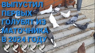 Первые голубята из маточника в 2024 году. Николаевские голуби. The first pigeon chicks in 2024. 鸽子.