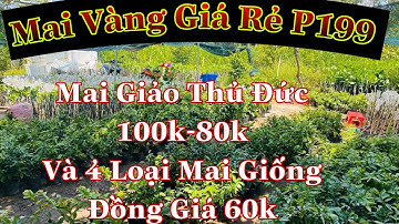 🔴Hết Hàng🔴 Mai Vàng Giá Rẻ P199 | Mai Giảo Thủ Đức 100k-80k . 4 loại mai giống 60k /1c