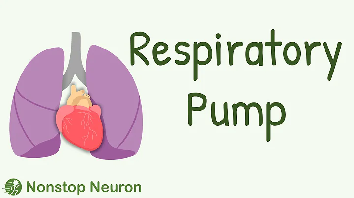 Respiratory Pump: How Breathing Increases Venous Return?