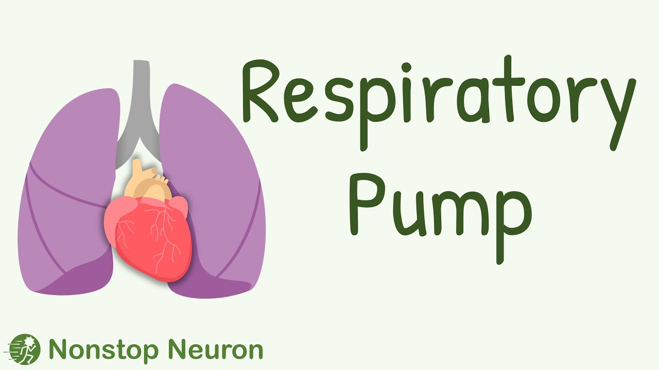 Respiratory Pump How Breathing Increases Venous Return? YouTube