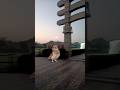 dancing owl at welcoming temple people apt apt versi song for kids new born and children