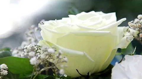 Cosa vuol dire regalare rose?