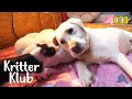 Mini Piglets Father Is A Retreiver..?! l Kritter Klub