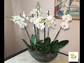 Групповая посадка орхидей - ЧАСТЬ 1