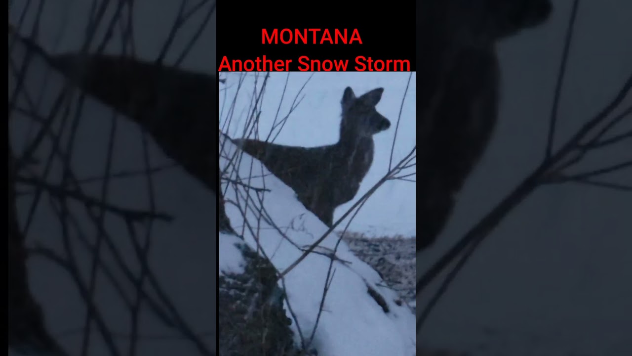 Montana gets another Snow Storm! 