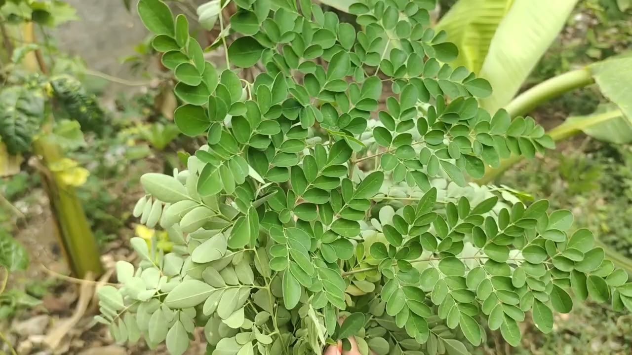 వామ్మో మునగాకు వల్ల కూడా ఇన్ని ప్రయోజనాలు ఉన్నాయో అయితే కచ్చితంగా ఈ మునగాకు తినాల్సిందే //Munagaku