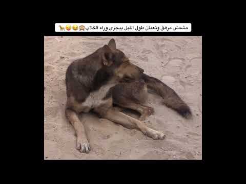 مشمش مرهق وتعبان طول الليل بيجري وراء الكلاب