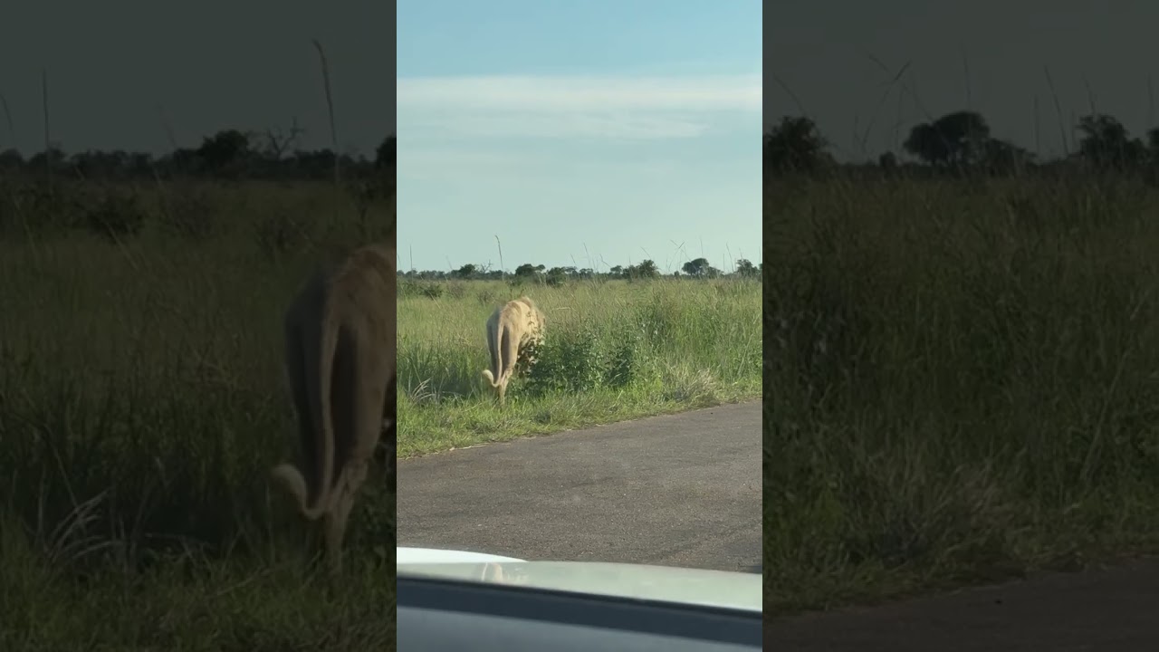 Casper hoy a unos 2 km al sur del puente Sweni.📍Parque Nacional Kruger 🇿🇦 📷 Moira Shein 6 enero 2026