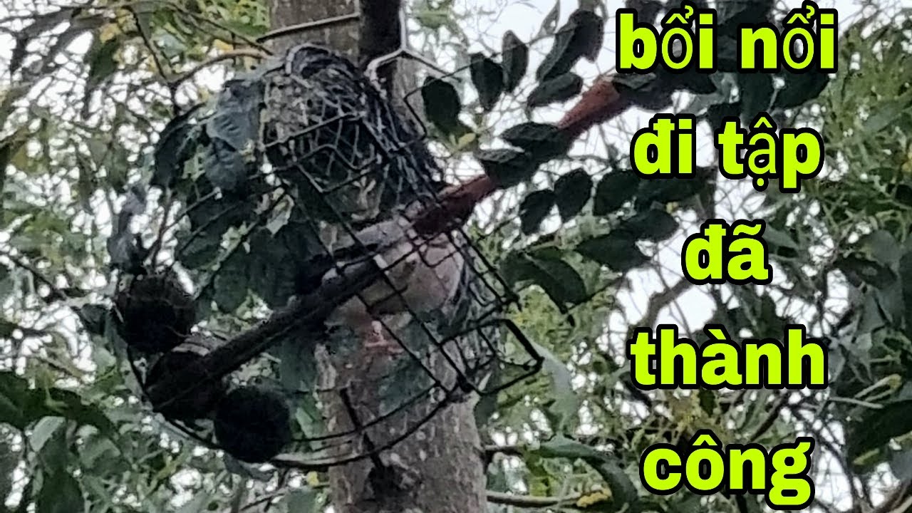 Cu Gáy Bổi Nổi Đi Tập Đã Thành Công Và Có Thể Làm Mồi