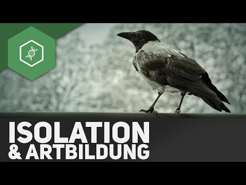 Video: Die Entwicklung Der Reproduktiven Isolation In Daphnien