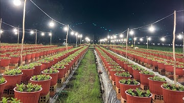 HOA CÚC PHA LÊ TẾT 2023- THẮP ĐÈN CHIẾU SÁNG