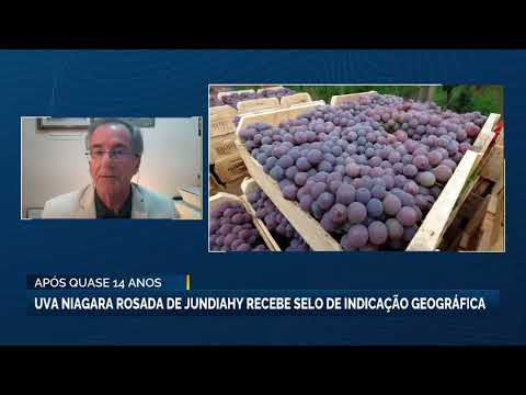 Uva niagara de Jundiahy recebe reconhecimento como Indicação Geográfica | Canal Rural