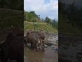 Traditional Rice Farming in the Himalayas Oxen Plowing Mud Fields Before Rice Planting #villagelife