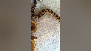 Leopard gecko / ball python update big plans